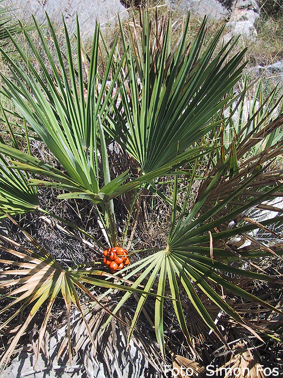 شاماروپس هامیلیس